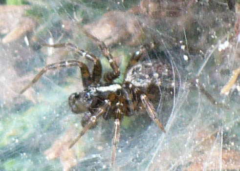 Lycoside? Textrix sp.! - Fenestrelle (TO)